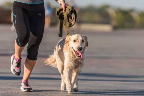Dạy chó tập thế dục và chạy bộ đúng cách