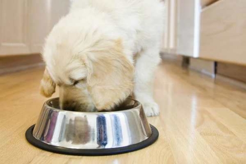 Những loại thức ăn nào không tốt cho chó?