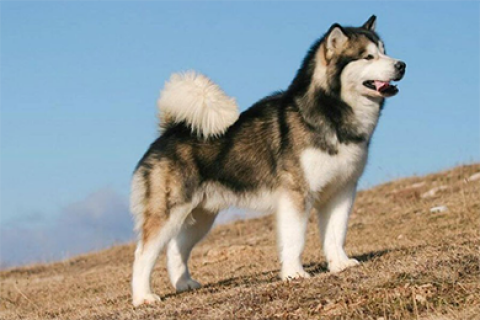 Chó Alaska (hay Alaskan Malamute)