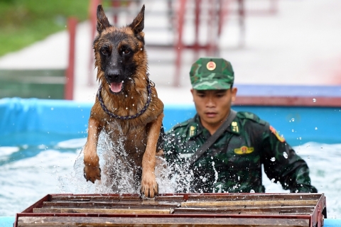 huấn luyện chó becgie lội nước