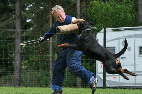 Huấn luyện chó Rottweiler Cắn