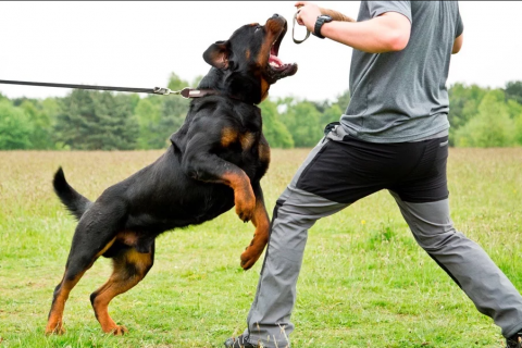 Huấn luyện chó Rottweiler GIA LAI