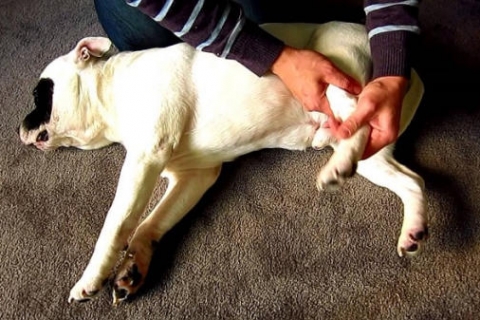 Đâu là những cách phòng tránh vấn đề chó bị đau chân?