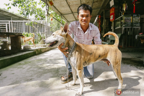 Mua bán chó giống Phú Quốc