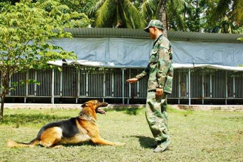 Nên chọn đơn vị huấn luyện chó uy tín tại Gia Lai như thế nào tốt?