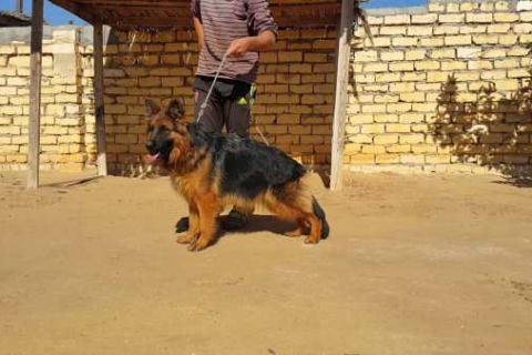 Lựa chọn đơn vị huấn luyện chó uy tín tại Nha Trang hiệu quả