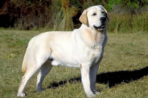  Chó Săn Labrador