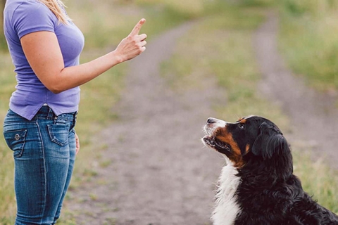 3+ Cách dạy chó nghe lời chủ từ khi còn nhỏ cực kỳ hiệu quả