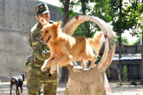 Dịch vụ huấn luyện chó cảnh tại Nha Trang chất lượng nhất