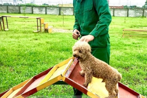 Huấn luyện chó Kontum chuyên nghiệp: Tạo ra một chó thân thiện và ngoan ngoãn