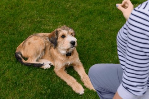 Bạn đã biết cách dạy chó nằm ngồi chưa?