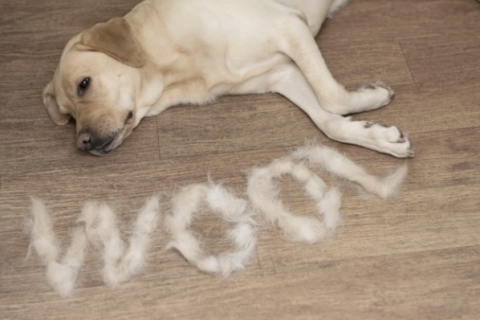 Những nguyên nhân khiến chó bị rụng lông