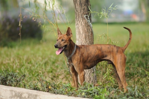 Phối giống chó Phú Quốc - Các bước chuẩn bị và quy trình thực hiện