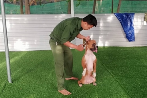huấn luyện cho Chó Boxer