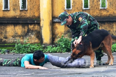 Trung tâm huấn luyện chó Bình Định: Địa chỉ đào tạo chó hàng đầu
