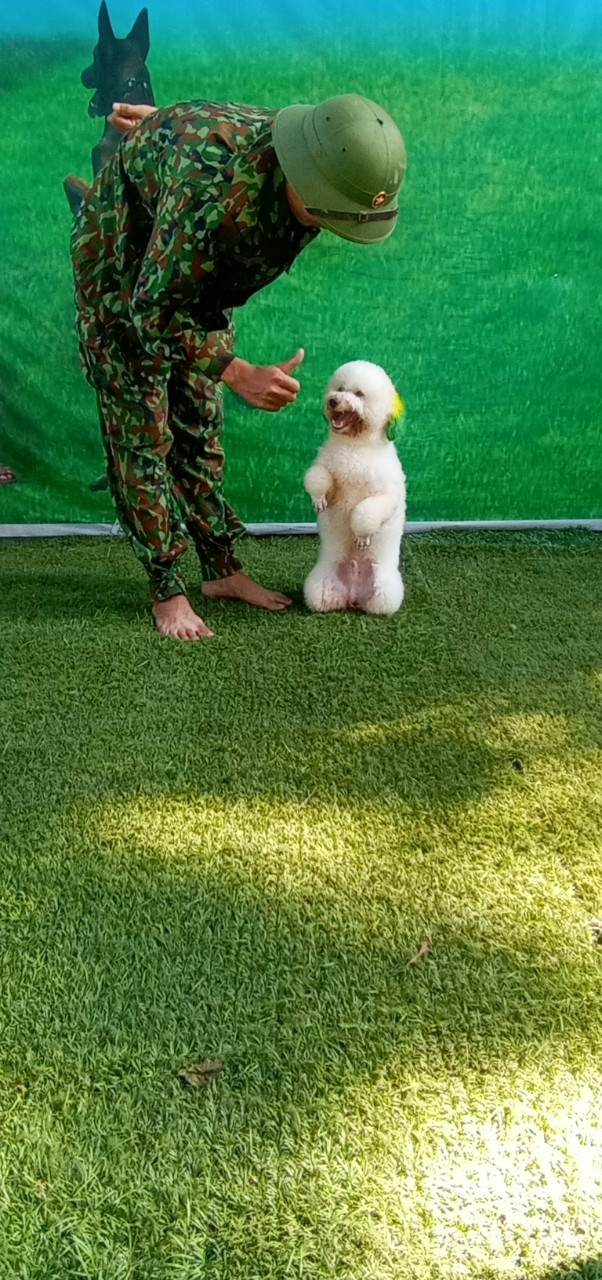 huấn luyện chó tại đắk nông