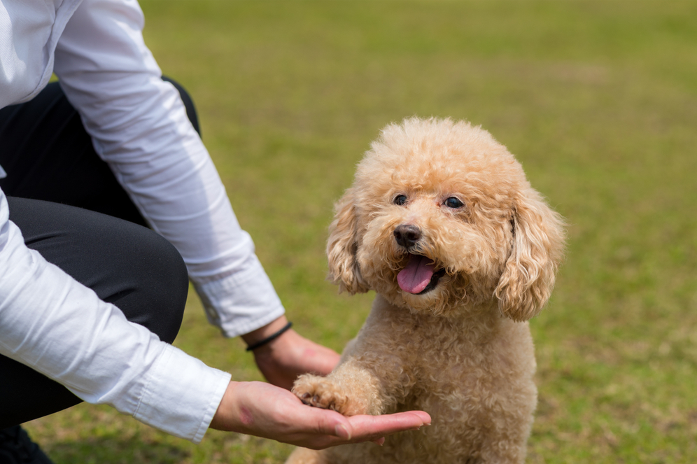 trường huấn luyện chó poodle