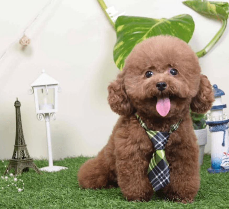 trường huấn luyện chó poodle