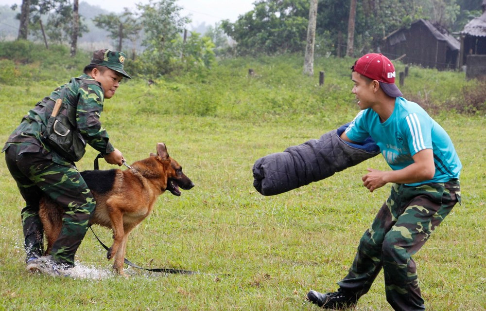 Dịch vụ huấn luyện chó tại Huế