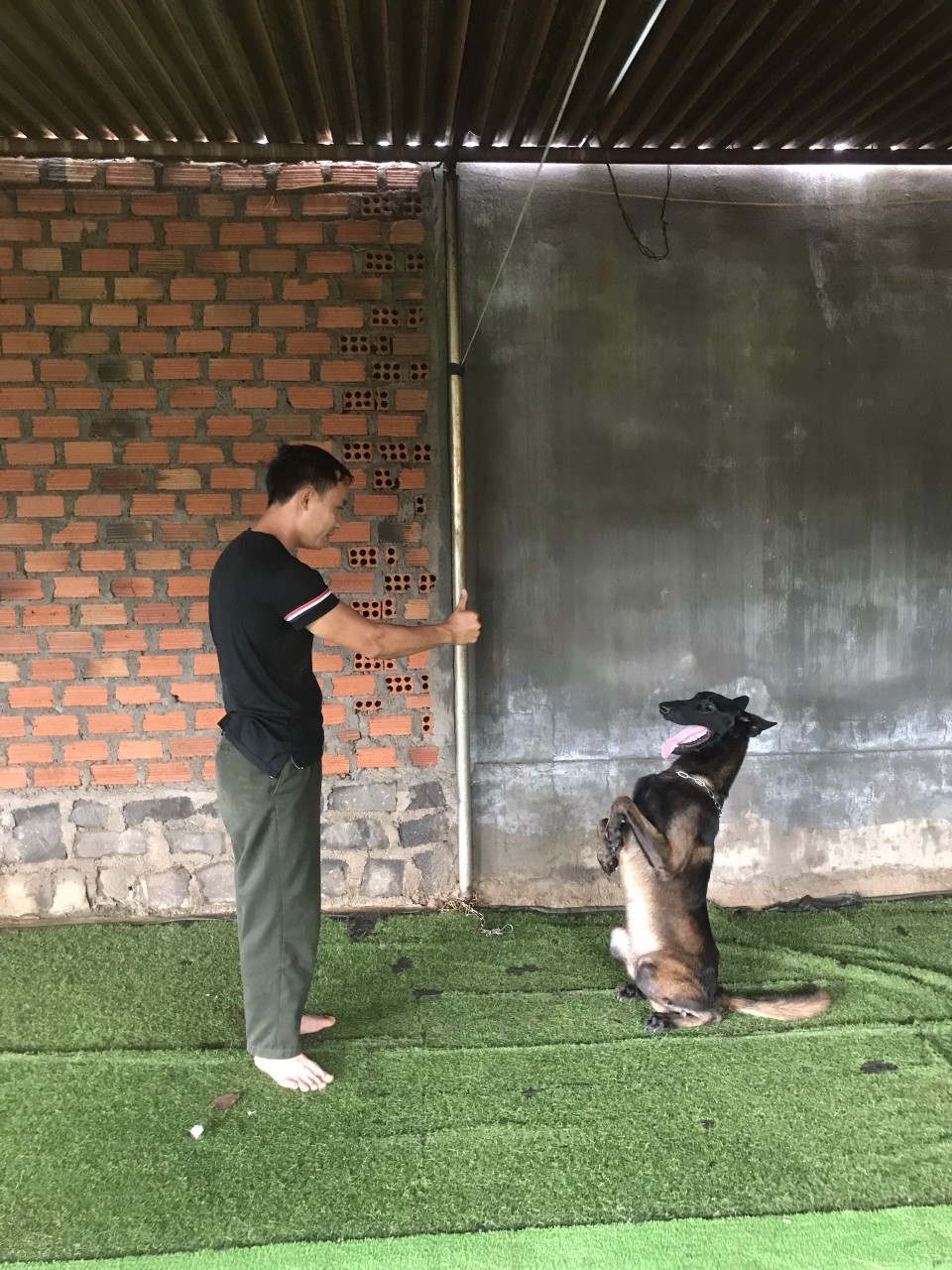 Dịch vụ huấn luyện chó tại Huế