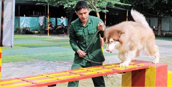 Trung tâm huấn luyện chó đà nẵng