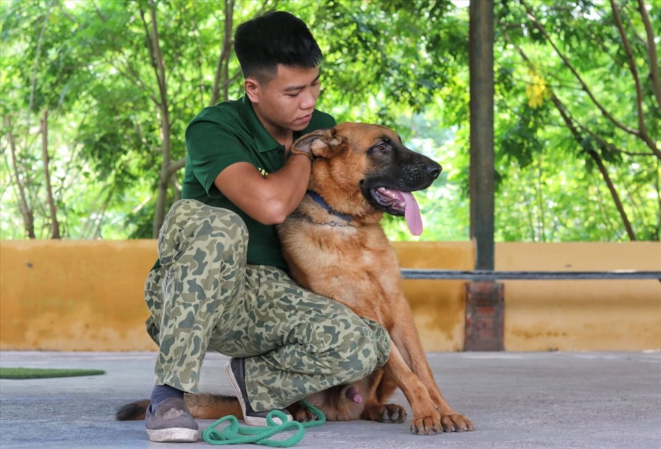 huấn luyện chó cảnh tại đà nẵng