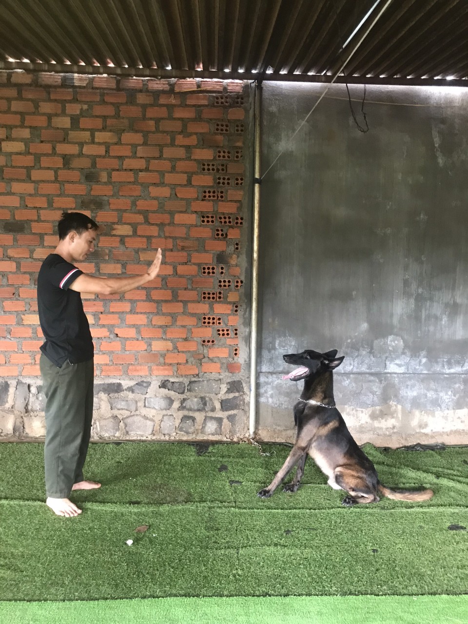 trung tâm huấn luyện chó tphcm