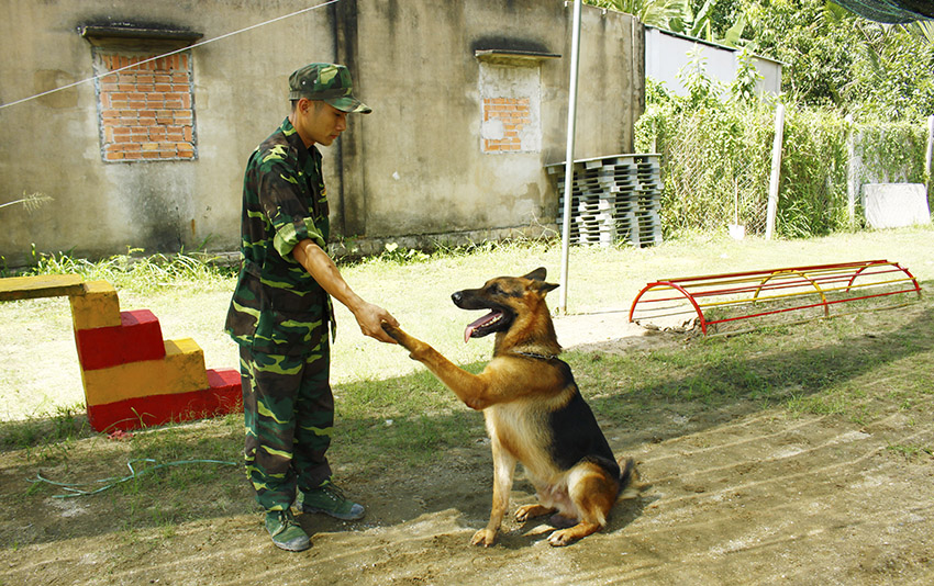 dịch vụ huấn luyện chó đi vệ sinh