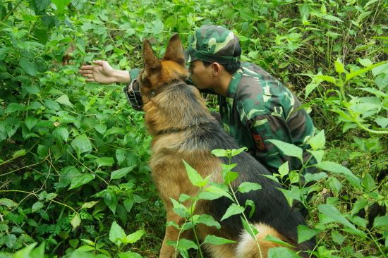 huấn luyện chó nghiệp vụ