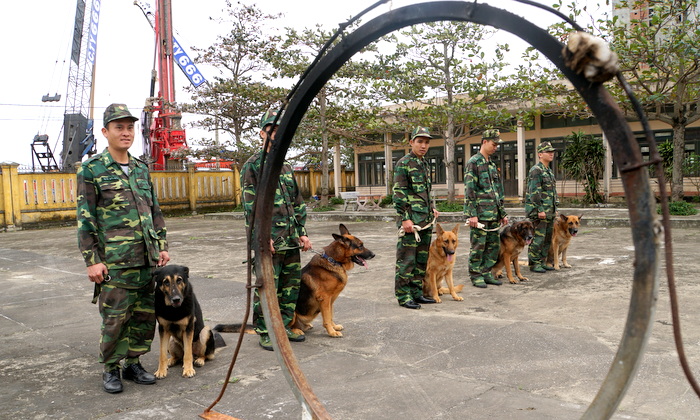 huấn luyện chó nghiệp vụ