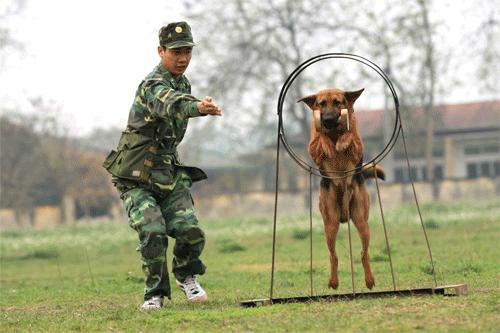 huấn luyện chó nghiệp vụ