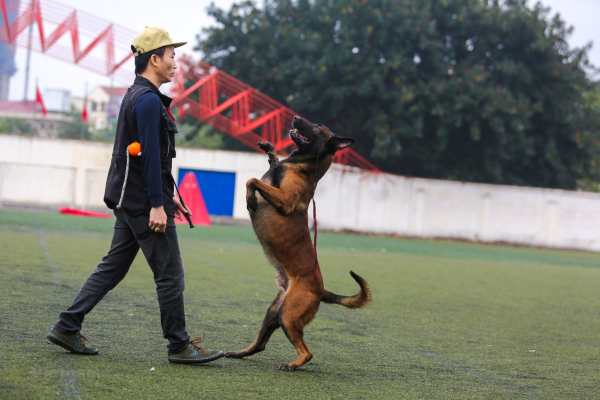 Cơ sở huấn luyện chó tại Nha Trang