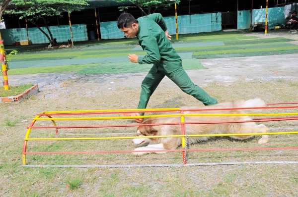 đơn vị huấn luyện chó uy tín tại Gia Lai