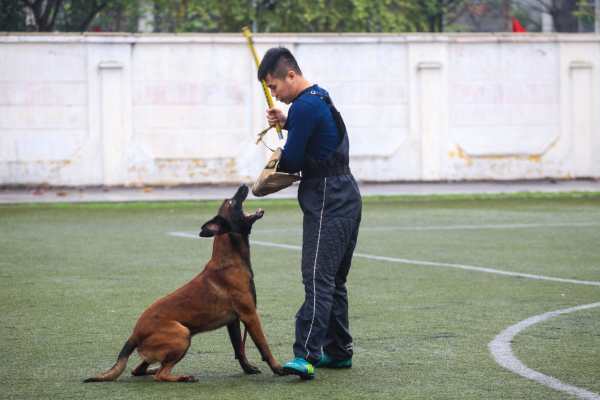 đơn vị huấn luyện chó uy tín tại Nha Trang