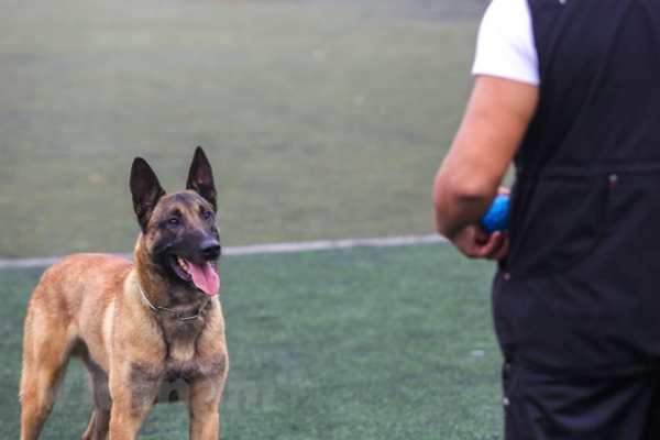 đơn vị huấn luyện chó uy tín tại Nha Trang