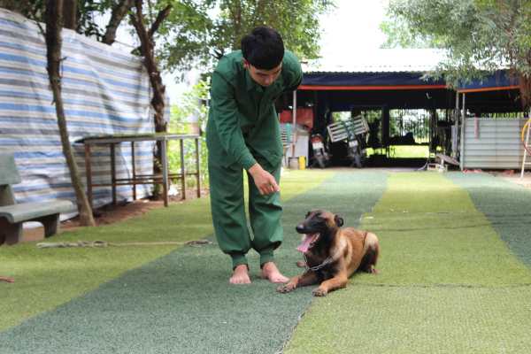 huấn luyện chó cảnh