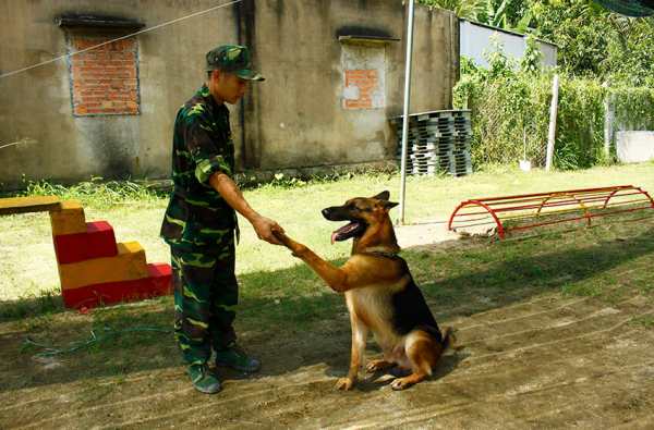 huấn luyện chó cảnh