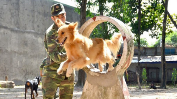 huấn luyện chó cảnh tại Nha Trang