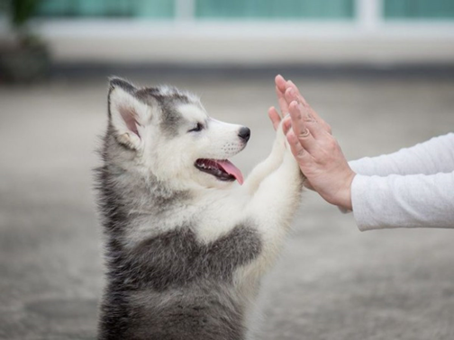 Huấn luyện chó Husky