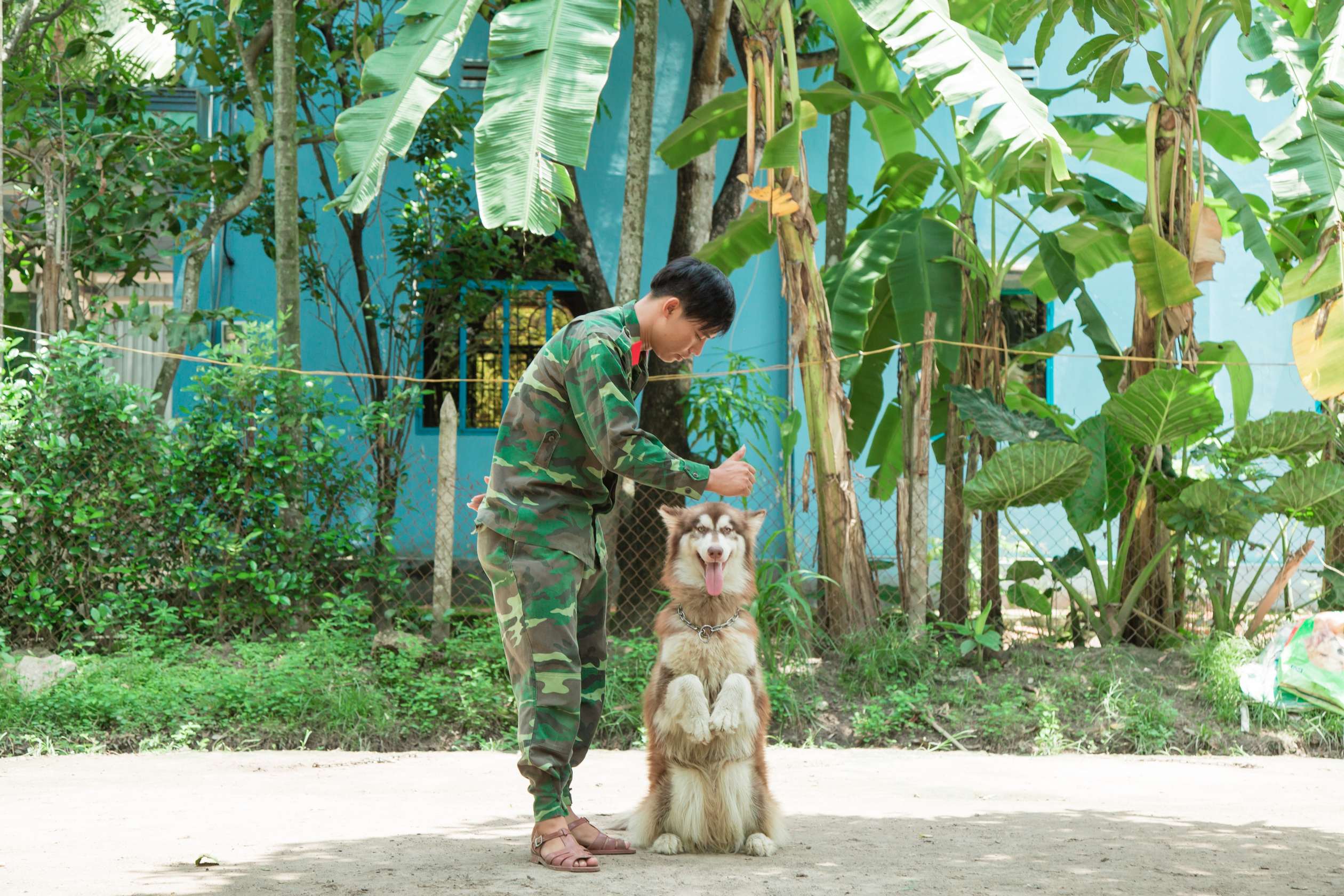 Huấn luyện chó Husky