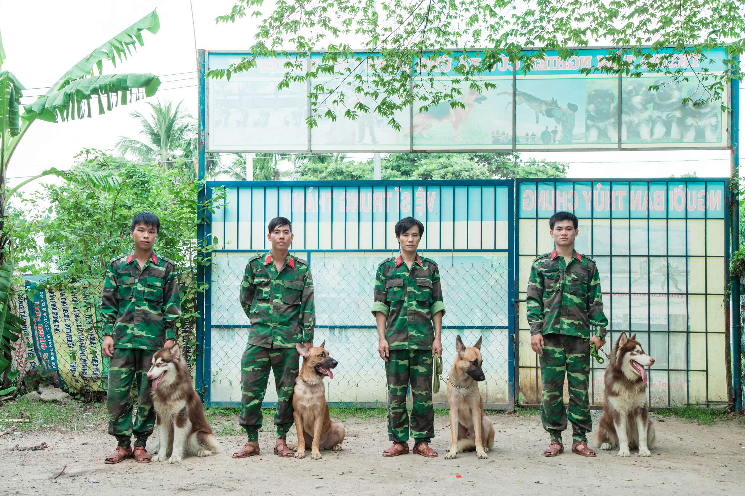 Huấn luyện chó Husky