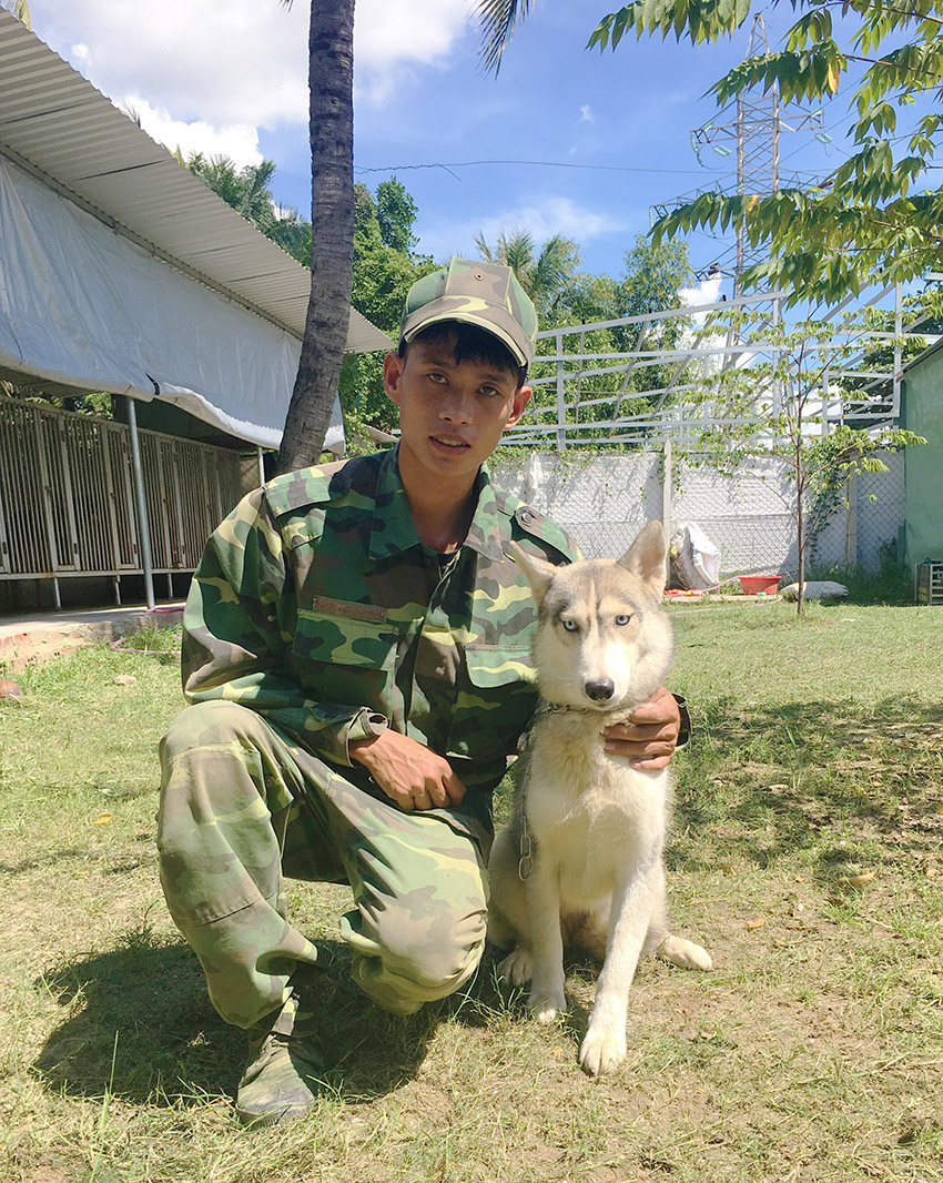 Huấn luyện chó Husky