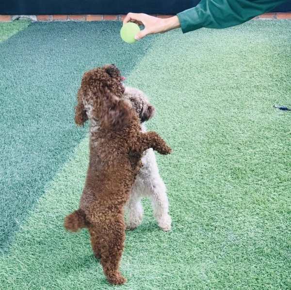 huấn luyện chó Poodle