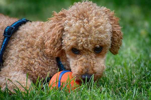 huấn luyện chó Poodle