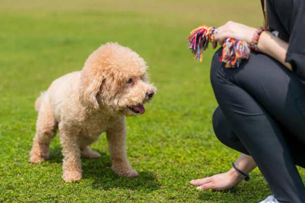 huấn luyện chó Poodle