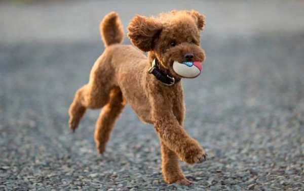 huấn luyện chó Poodle