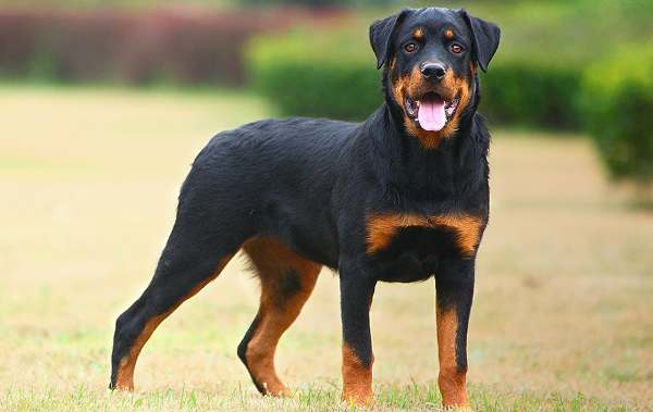 huấn luyện chó Rottweiler