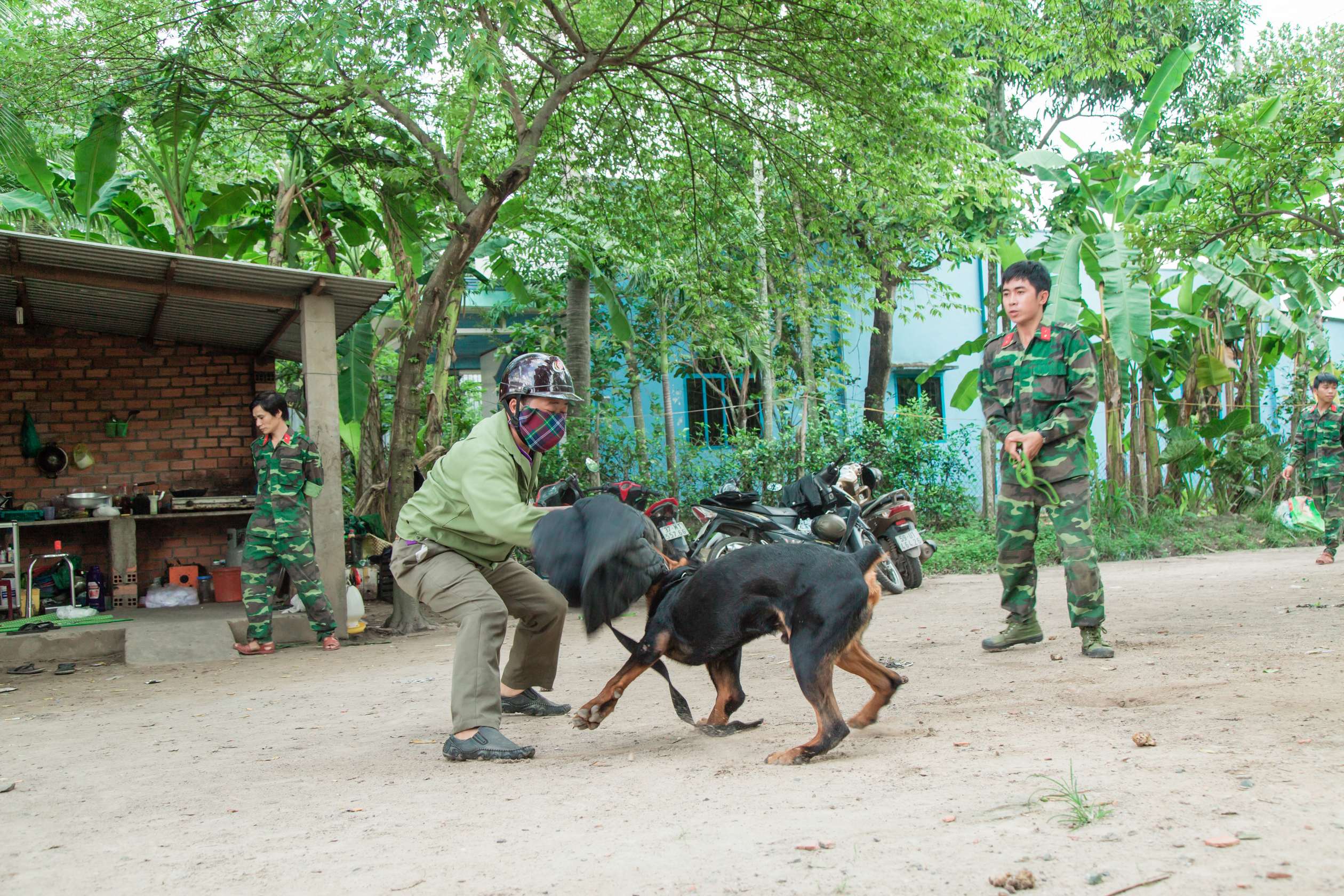 huấn luyện chó Rottweiler