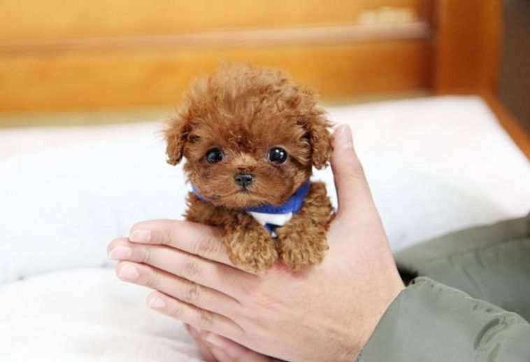 lớp huấn luyện chó poodle