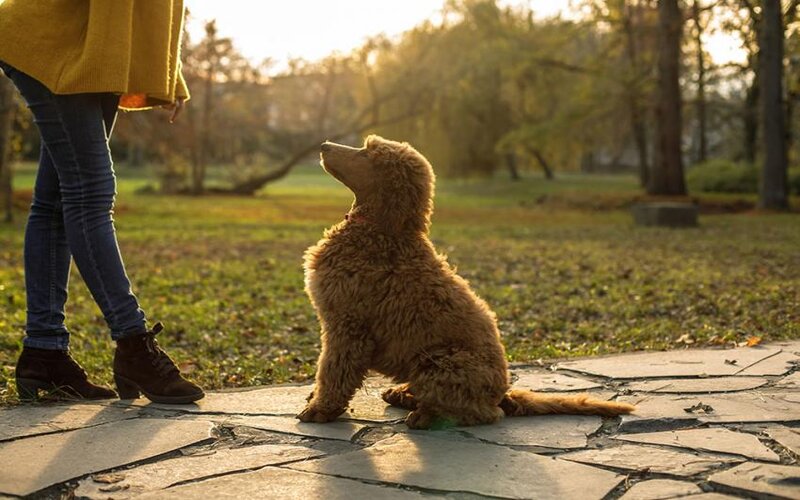 lớp huấn luyện chó poodle